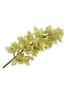 Cymbidium Stem Light Green 105cm