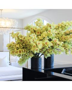 Cymbidium Stem Light Green 105cm