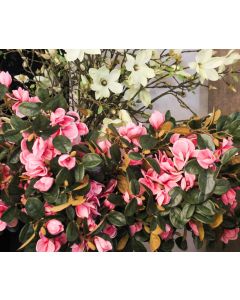 Magnolia Spray Dark Pink 74cm